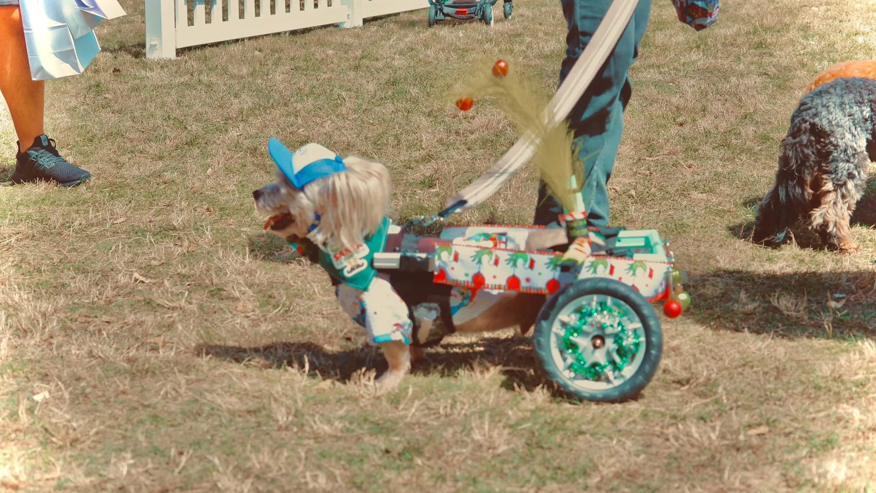 A small dog riding in a decorated mobility cart