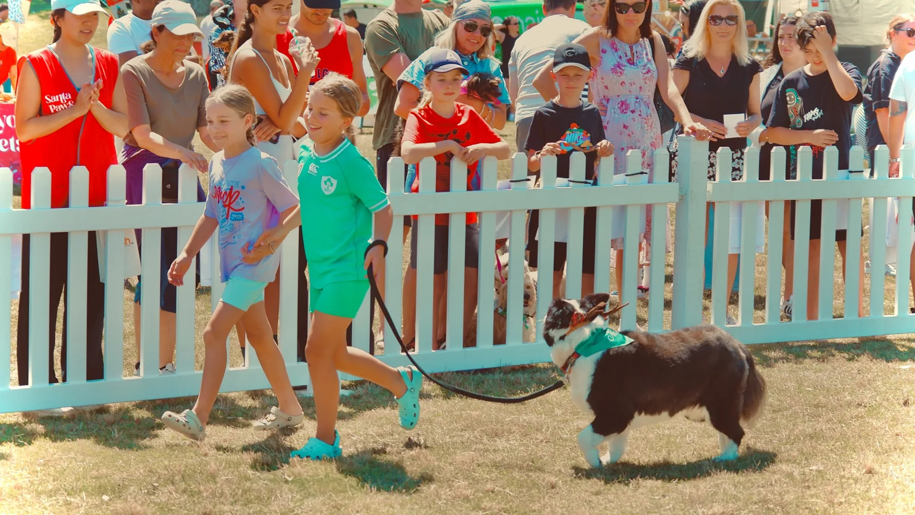 A dog being walked past spectators at the parade
